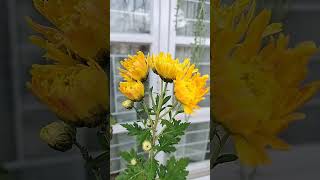 Chrysanthemums blooming now