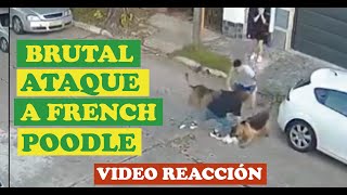 😨😨BRUTAL ATAQUE a FRECH POODLE😥😥