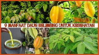 Manfaat Daun Belimbing untuk Kesehatan