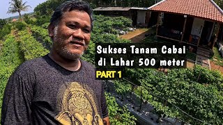 Bapak Ini Sukses Tanam Cabai Padahal Baru Pertama Kali Tanam #part1