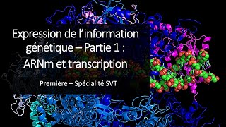 Cours Spé SVT 1eres - Expression de l'information génétique 1 : ARNm et transcription