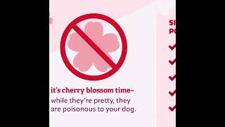 🌸Cherry blossoms🌸 Beware: the buds, leaves, flowers, and bark are toxic to your dog.