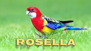 Eastern rosella  singing