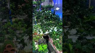 Anubias Farm.. #shortvideo #plants #anubias