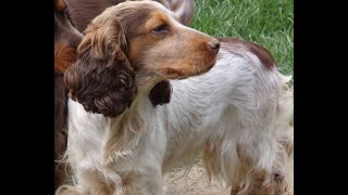 Cocker Spaniel,  Liver Roan, Tina 15 Mon