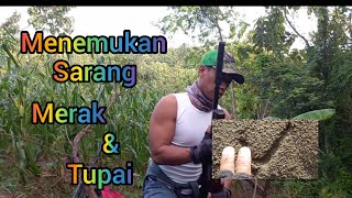 Nemu Merak Liar Besar Dan Hama Tupai & B4bi Hutan Spot Komplit