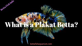 What is a Plakat Betta?