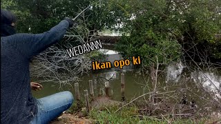 Sampai kewalahan, di serbu ratusan ikan di spot INI#agengbudimancing