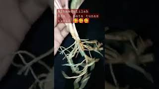 Cek Akar Aglaonema Madam Suroyo