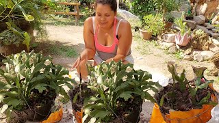 Sonia Mostrando Como Producir esta hermosa planta Cactus de Navidad muy facil