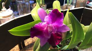 Rlc Spring queen Cattleya