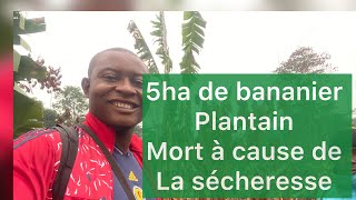 Voici 5ha de bananier plantain tout mort à cause la sécheresse ! L’analyse de sol est important !