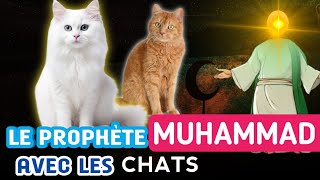 les chats dans l'Islam