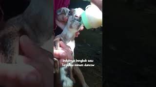 Kasihan kambing minum susu dancow