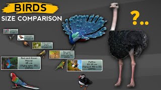 Birds Size 3D Comparison |Birds Size Comparison. Which Bird is the Biggest? @datacollection2440