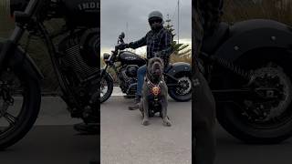 Cane Corso & Indian….      #corso #dogbreed #dog #canecorsolovers #motorbike #indian #boss #king