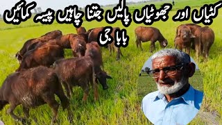 کٹیاں اور جھوٹیاں پالنے والے بابا جی || منافع کیسے کمائیں || Katti farming in Urdu/Hindi |Kisan Dost