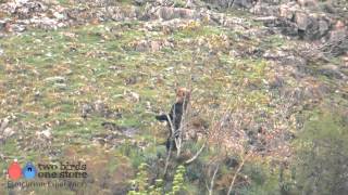 Brown Bear Watching in Spain: Cantabrian Mountains