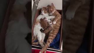 funnest &Cute Cat Family 😍