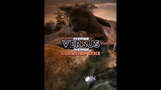 Chacma Baboon Vs Eurasian Lynx