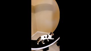 ✔️ Super CUTE Kitten Strolls on Her Cat Wheel - Corella Goes for a Spin!