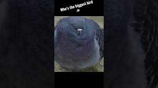 Who’s the biggest bird