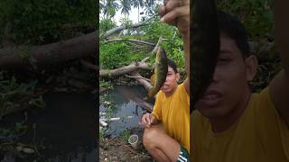 Astaga!!! Semua ikan cantik mancing disungai ad kayu roboh