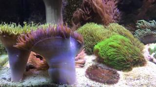 Rock Flower Anemone Spawning