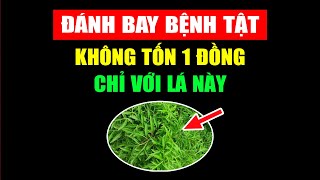 Chỉ Với Loại Lá RẺ TIỀN Này CHỮA KHỎI 10 LOẠI BỆNH - Biết Sớm Để Sống Thọ