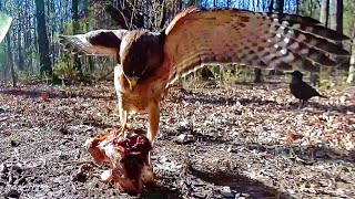 Red Shouldered Hawk eats ham amidst pesky crows.