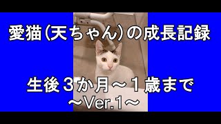 愛猫(天ちゃん)の成長記録　生後３か月～１歳まで　Ver.1