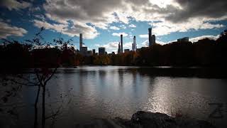 Make like a tree and leaf - a fall color focus-pull time-lapse in central park NYC