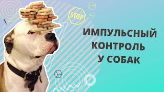 Импульсный контроль у собак. Как его развивать. Как сделать собаку спокойнее