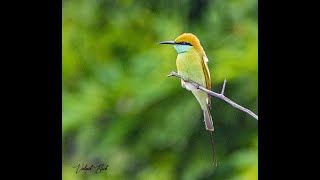 HAVE YOU SEEN GREEN BEE-EATER ? | BIRDS OF GUJARAT | #birds #valmikbuch