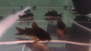 Коридорас Блэк Венесуэла (Corydoras Sp. «Black Venezuela)