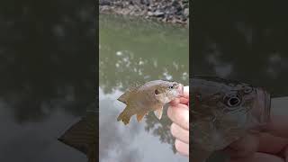 after the storm #keepemtight #fishing #sunfish #popper