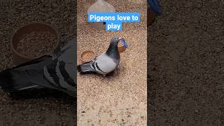 This Pigeon's Playtime Will Make Your Day!