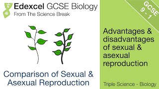 Edexcel GCSE Biology - Advantages and Disadvantages of Sexual and Asexual Reproduction