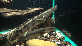 Feeding My Polypterus with Omega Pellets