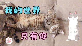 秋日·大狸猫的平凡夜生活！