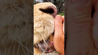 LION Eats Egg #wildlife #cat #animals