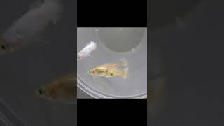 Pearl White / SriLankan White Guppy (for more details, check the description) #shorts#guppy