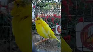 My canary singing  2