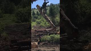 Dangerous Loading: Heavy Log Loader Meets Small Auto Trailer