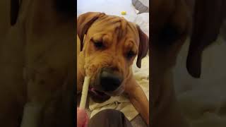 Boomer the Boerboel telling me he's hungry with puppy barks