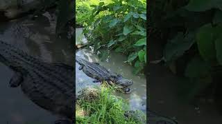 Van Life- Zams Swamp tour- Thibodaux Louisiana