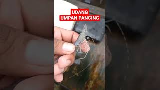 Udang Buat Umpan Pancing Ikan