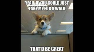 The Most Hilarious and Adorable Dog Memes.