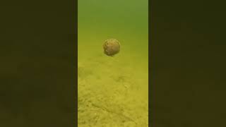 How Scallops swim :