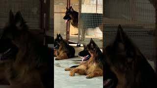 z+security gsdindian. German shepherd. Long coat German shepherd dog. #germanshepheed #dog #gsd